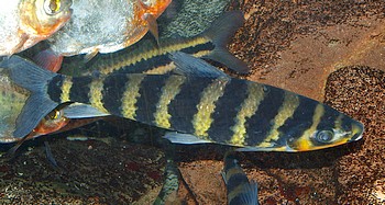 Leporinus octofasciatus, Achtbinden-Hasenmaul