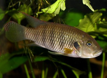 Hemmichromis elongatus