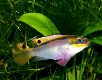 Pelvicachromis roloffi, Roloffs Prachtbarsch