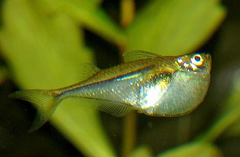 Carnegiella myersi, Glasbeilbauchfisch