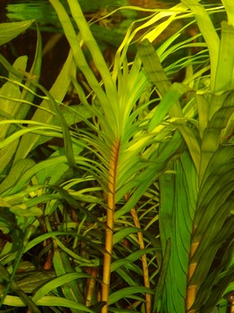 Eichhornia azurea, Dnnstielige Eichhornie