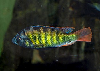 Haplochromis spec., CH 44, Victoriasee-Buntbarsch