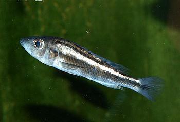 Haplochromis thereuterion, Zweistreifen-Maulbrter