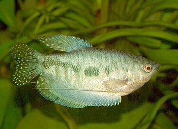Trichopodus trichopterus, Blauer Fadenfisch
