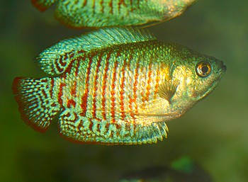 Trichogaster lalia, Zwergfadenfisch