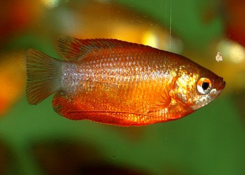 Trichogaster chuna, Honiggurami, Rote Zuchtform
