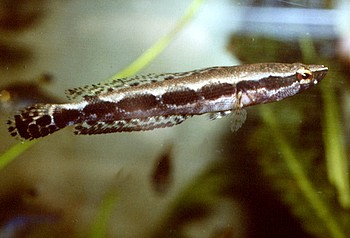 Parachanna obscura, Schöner Schlangenkopffisch