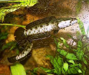Channa punctata, Punktierter Schlangenkopffisch