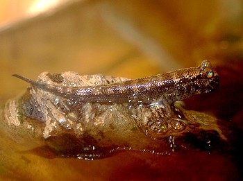 Periophthalmus septemradiatus