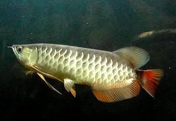 Scleropages formosa