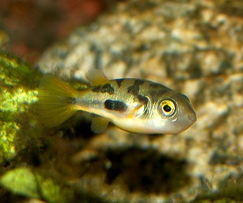 Carinatetraodon travancoricus, Zwergkugelfisch
