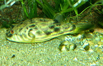 Tetraodon fahaka, Nilkugelfisch