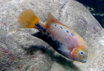 Vieja synspilum Quetzalbuntbarsch 