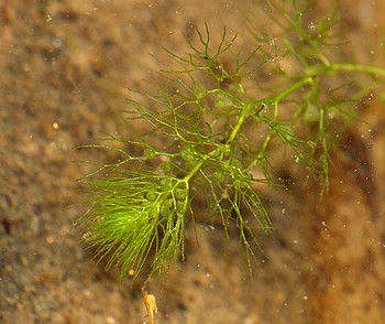 Utricularia vulgaris, Gewhnlicher Wasserschlauch
