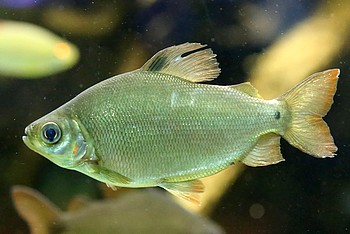 Xenocharax spilurus 