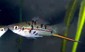 Xiphophorus helleri Grüner-Schwertträger Rio Atoyac 01 Xiphophorus helleri Grüner-Schwertträger Rio Atoyac 01
