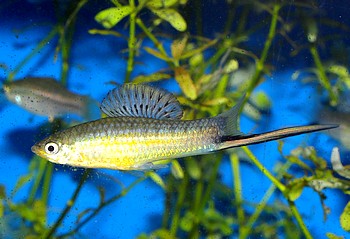 Xiphophorus montezuma Xiphophorus montezuma