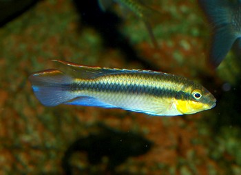 Pelvicachromis pulcher, Purpurprachtbarsch