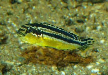 Melanochromis auratus, Trkisgoldbarsch