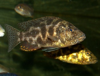 Nimbochromis livingstonii, Schlfer-Buntbarsch