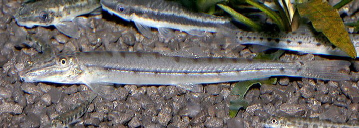 Acantopsis choirorhynchus, Pferdekopfschmerle 