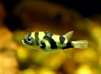 Colomesus asellus Assel-Kugelfisch 