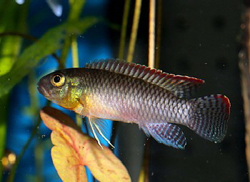 Congochromis cf. sabinae, Roter Kongozwergbarsch