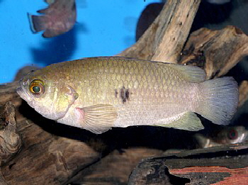Ctenopoma argentoverenter Silberner Buschfisch 