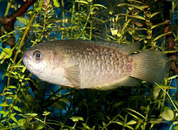 Ctenopoma muriei Nilbuschfisch 