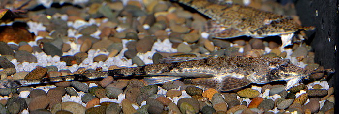 Hemiodontichthys acipenserinus Nasenharnischwels 
