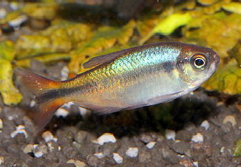 Hyphessobrycon melanostichos