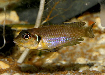 Lamprologus ocellatus 
