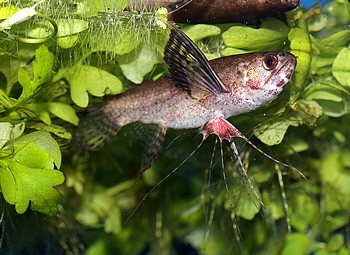 Pantodon buchholzi, Schmetterlingsfisch 