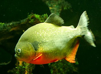 Pygocentrus cariba Roter Schulterfleck-Piranha
