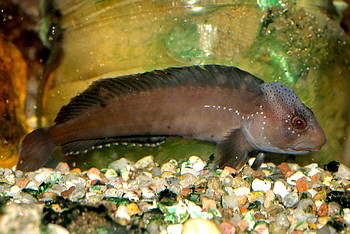 Salaria fluviatilis Swasser-Schleimfisch 