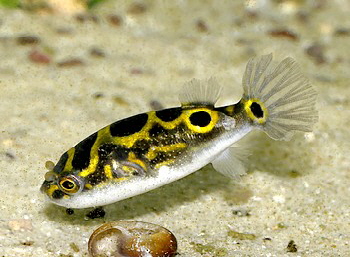 Tetraodon biocellatus, Palembang-Kugelfisch