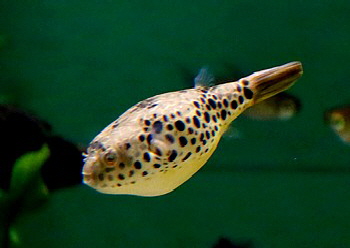 Tetraodon schoutedeni Leopardkugelfisch 