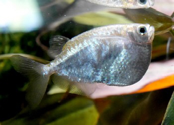 Thoracocharax stellatus Diskus-Beilbauchfisch