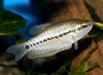 Trichopodus pectoralis, Schaufelfadenfisch